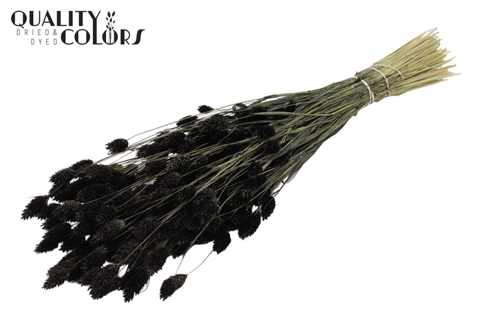 <h4>Phalaris per bunch Black</h4>