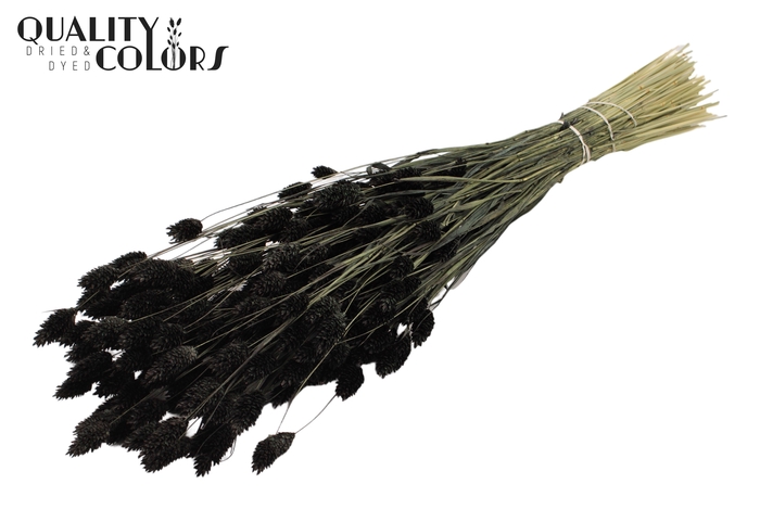 <h4>Phalaris per bunch Black</h4>