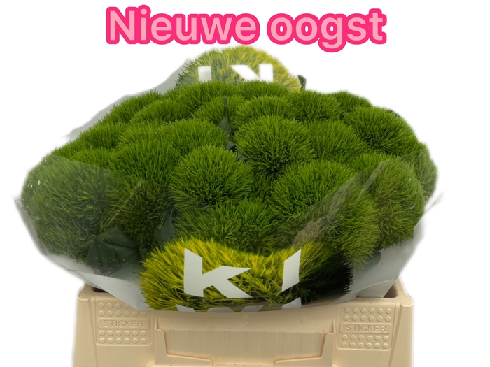 <h4>DI BARB KIWI MELLOW</h4>