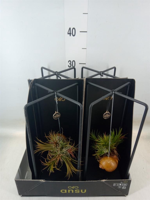 <h4>Tillandsia</h4>