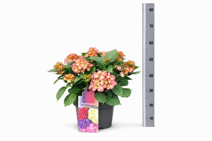 arr8 Hydr M Pink White Pico