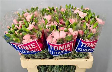 <h4>Di Te Solomio Cas</h4>