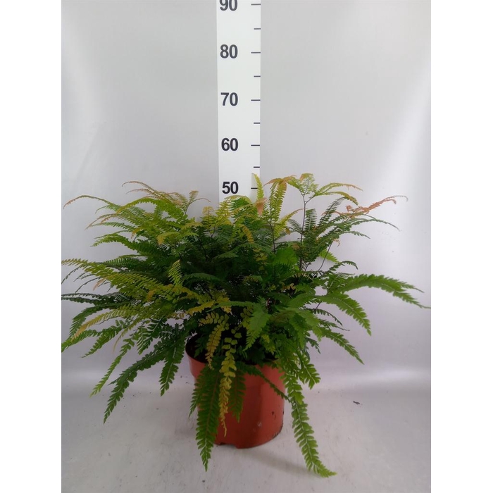 <h4>Adiantum hispi. 'Bronze Venus'</h4>