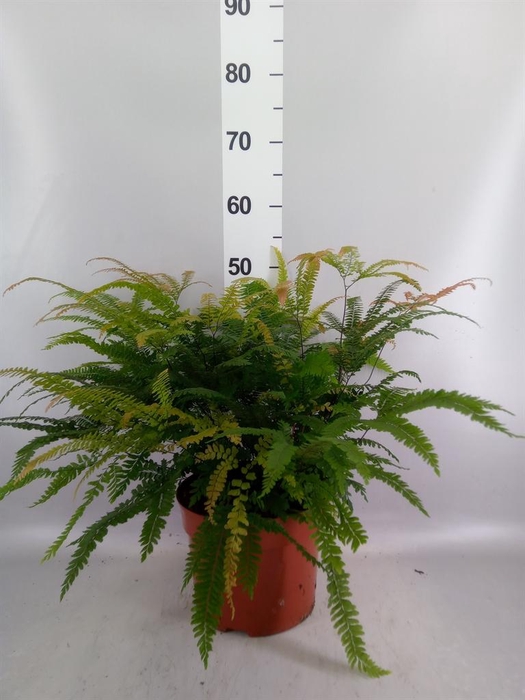 <h4>Adiantum hispi. 'Bronze Venus'</h4>