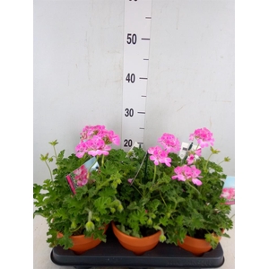 Pelargonium   ...mix smelling