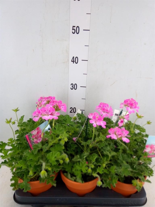 <h4>Pelargonium   ...mix smelling</h4>