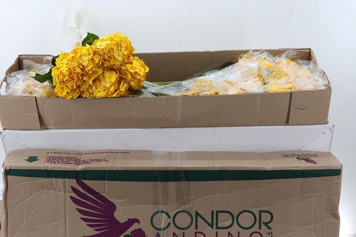 <h4>Hydr Yellow Sel Box</h4>