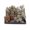 CACTACEAE P6 MIX