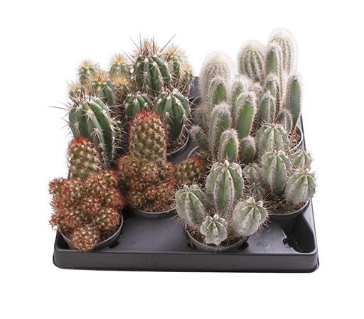 <h4>CACTACEAE P6 MIX</h4>