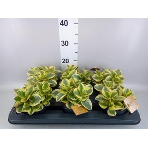 Peperomia obt. 'Obtipan Bicolor'