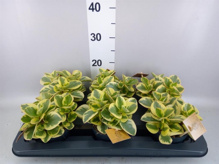<h4>Peperomia obt. 'Obtipan Bicolor'</h4>