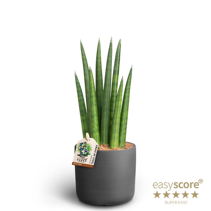 <h4>SANSEVIERIA CYLINDRICA P10</h4>