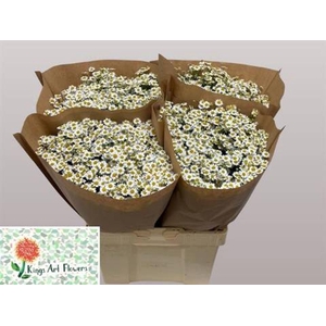 TANACETUM PARTH. 'SINGLE VEGMO'