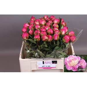 PAEONIA LACT. 'SHES MY STAR' PAEONI