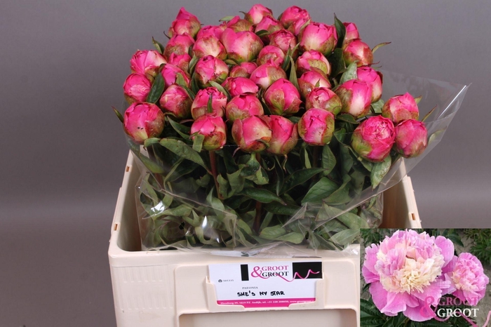 <h4>PAEONIA LACT. 'SHES MY STAR' PAEONI</h4>
