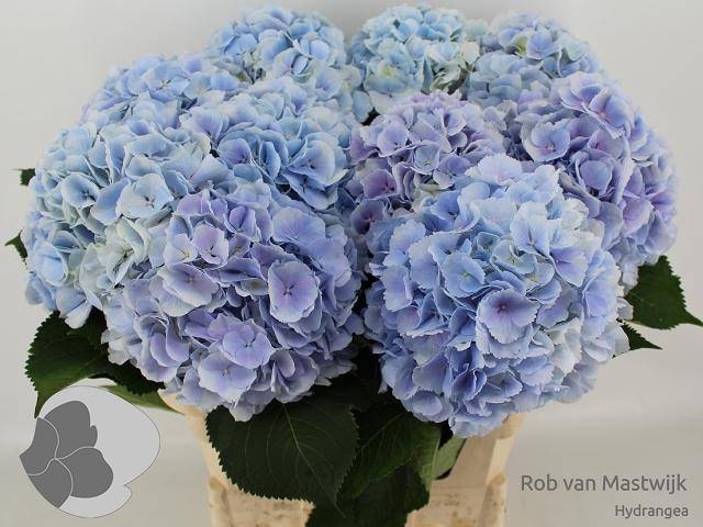 <h4>HYDR M CH VERENA BL</h4>