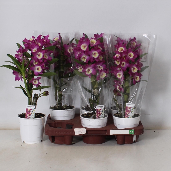 <h4>DEND NOBILE</h4>