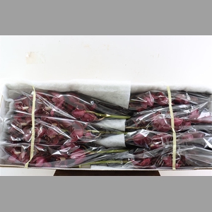 Cymb Red 12/15 Bl Per Tak