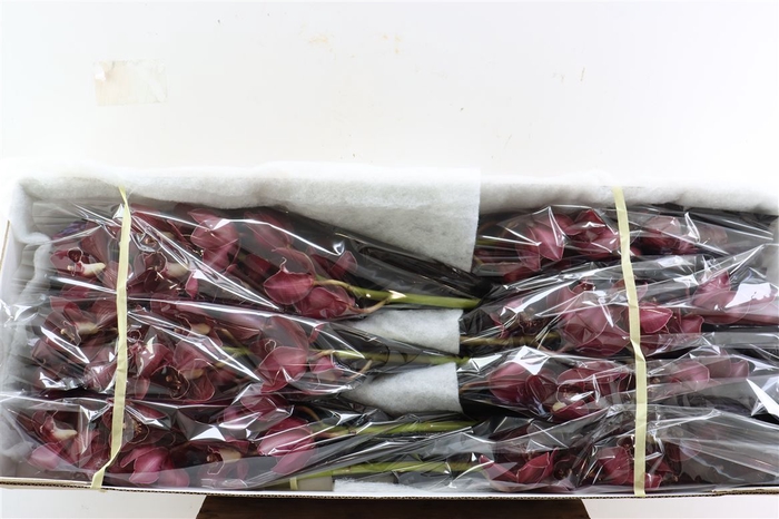 <h4>Cymb Red 12/15 Bl Per Tak</h4>
