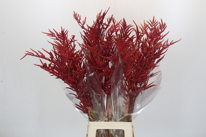 Bromelia Red Paloma