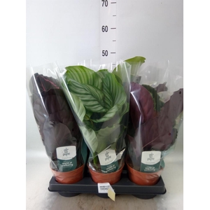 Calathea roseopicta   ...mix