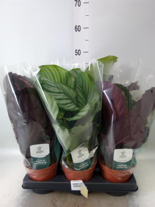 <h4>Calathea roseopicta   ...mix</h4>