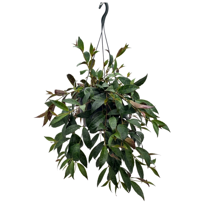 <h4>Aeschynanthus marmoratus</h4>