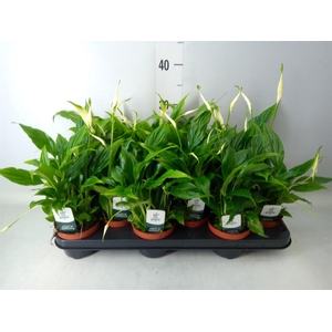 Spathiphyllum  'Chopin'