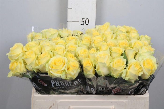 <h4>R Gr Minion Rose</h4>