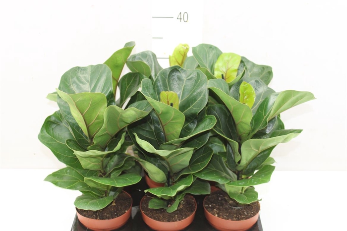 <h4>Ficus Lyrata</h4>