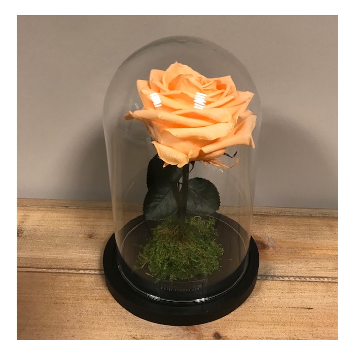 <h4>Stolp d12x20h XL perzik glas</h4>