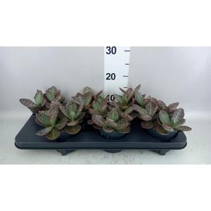 Kalanchoe humilis 'Surpris Desert'