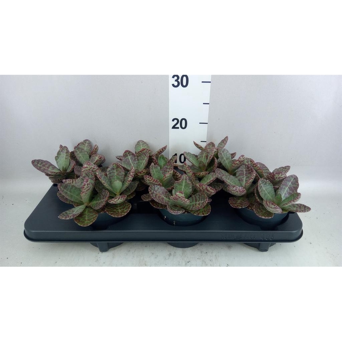 <h4>Kalanchoe humilis 'Surpris Desert'</h4>