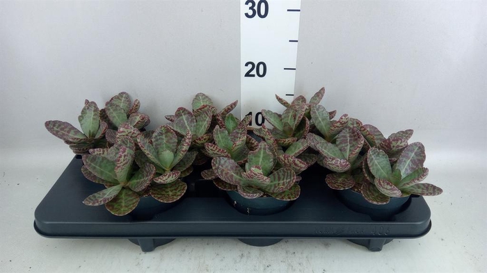 <h4>Kalanchoe humilis 'Surpris Desert'</h4>