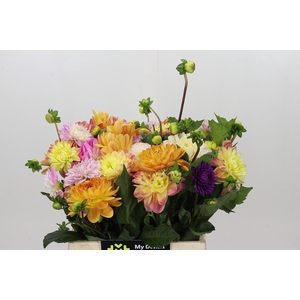 Dahlia Gemengd in bos