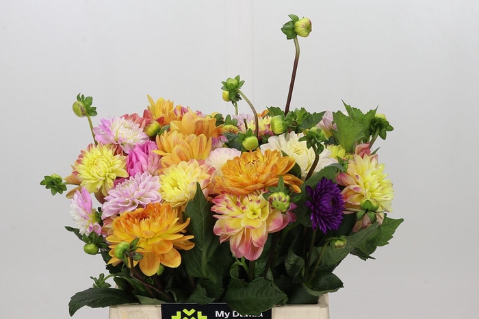 <h4>Dahlia Gemengd in bos</h4>