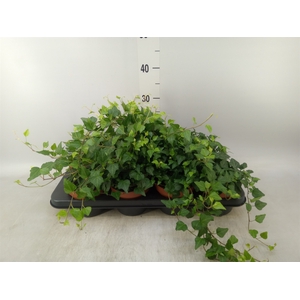 Hedera helix 'Lady Kay'