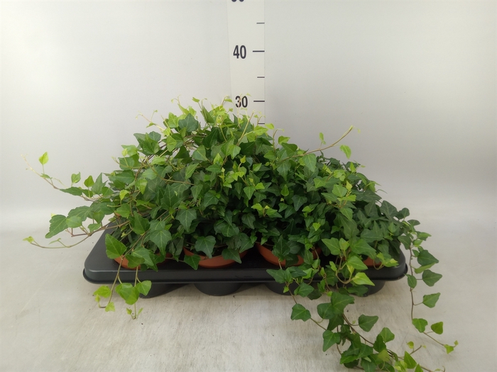 <h4>Hedera helix 'Lady Kay'</h4>