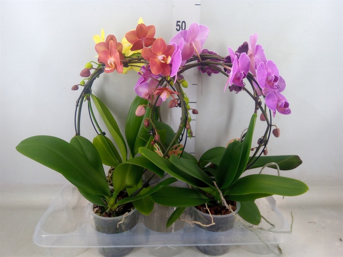 <h4>Phalaenopsis   ...</h4>
