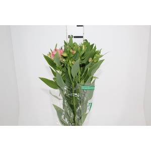 ALSTROEMERIA DUBAI 080 CM