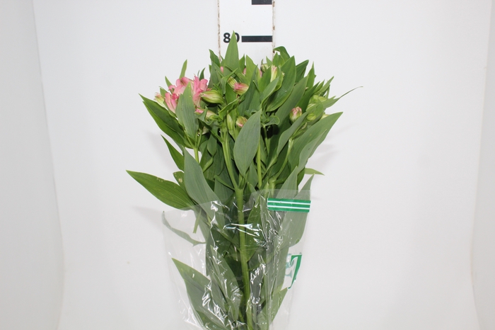 <h4>ALSTROEMERIA DUBAI 080 CM</h4>