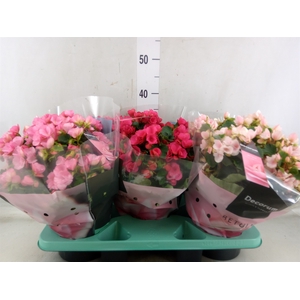 Begonia elat. EN 'Betulia' ..mix