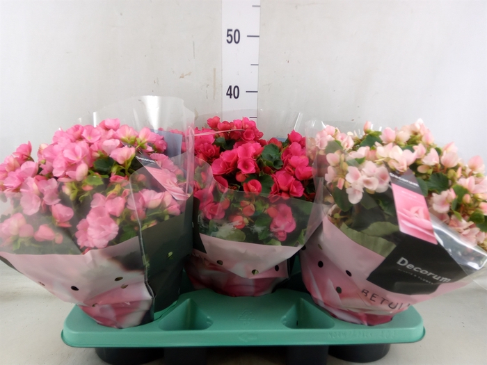 <h4>Begonia elat. EN 'Betulia' ..mix</h4>