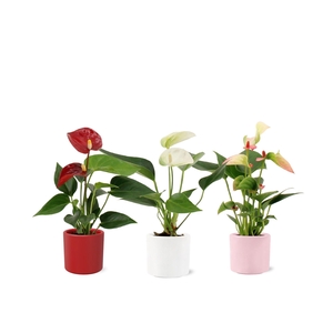 Anthurium 6 cm 3 color mix in Eva love ceramics