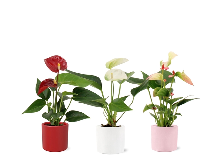 <h4>Anthurium 6 cm 3 color mix in Eva love ceramics</h4>
