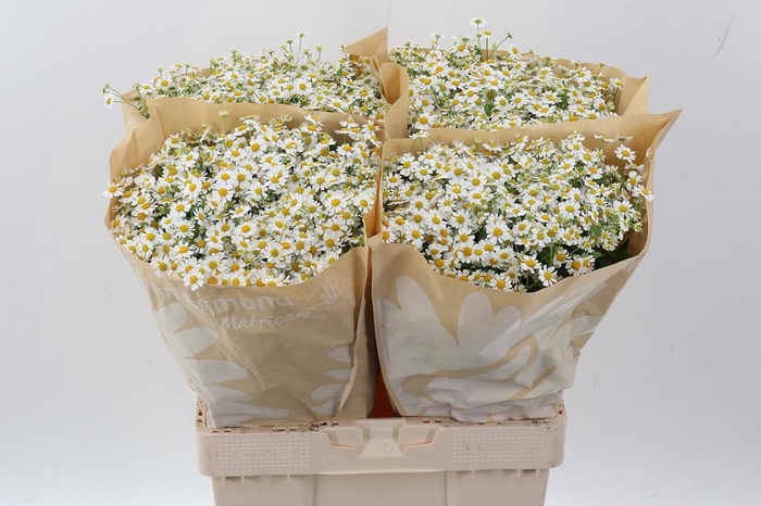 <h4>Tana Pa Cameron</h4>