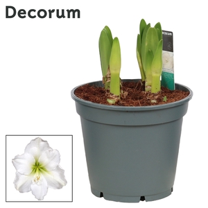 Hippeastrum Multiflora Arctic White 6/7 Steel (Decorum)