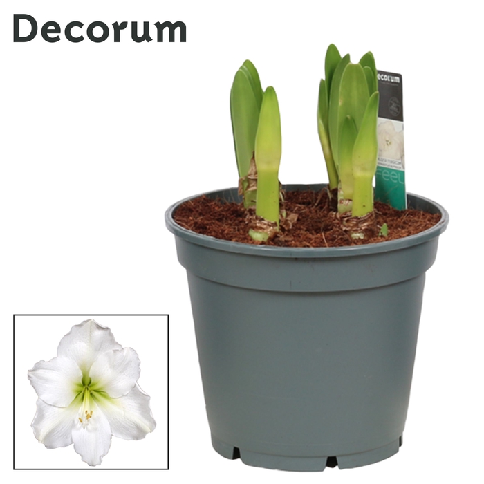 <h4>Hippeastrum Multiflora Arctic White 6/7 Steel (Decorum)</h4>