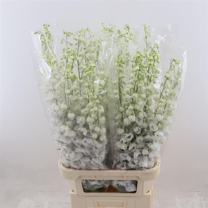 <h4>Delphinium Dewi Rocket</h4>