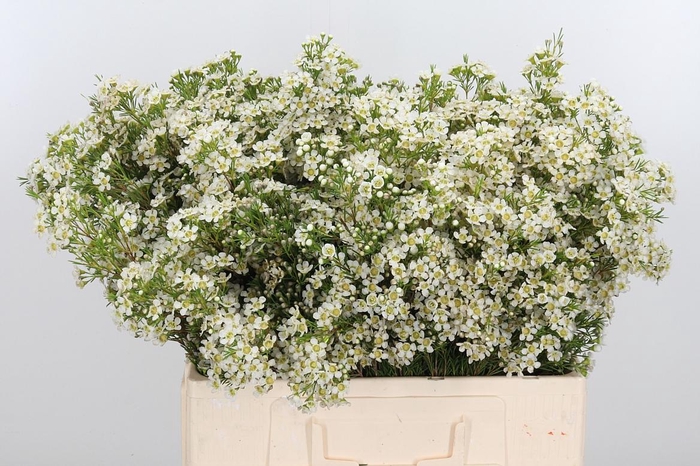 <h4>Chame Un Arbel</h4>